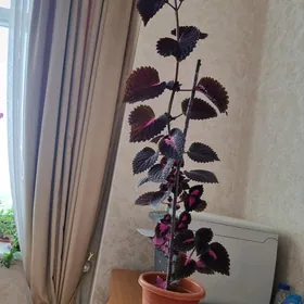 Gül