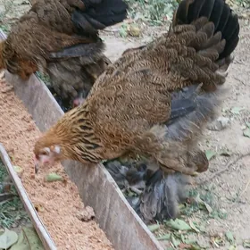 Gold Brama  4 sany Towuk