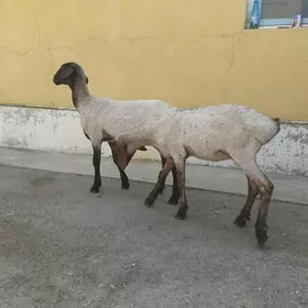 Tokli