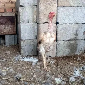 Taşkent mäki