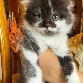 Вислоухий котенок