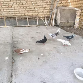 kepderi