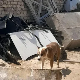 питбул