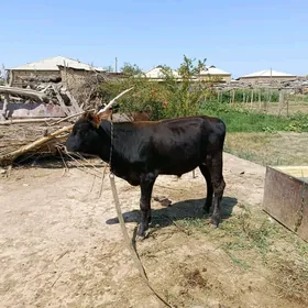 öküzce göle