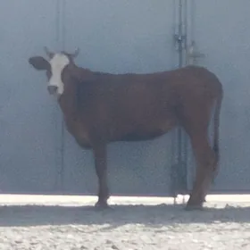 Tüwe