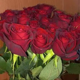 roza gül bägül цветы роза