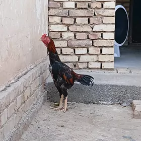 baýes horaz