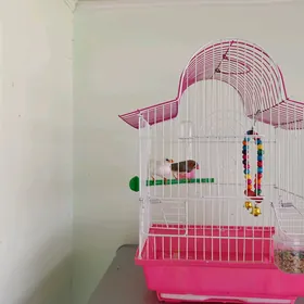 птицы