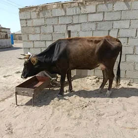 tanaly sygyr