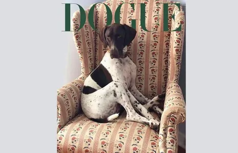 Tango atly it Vogue žurnalynyň Dogue moda bäsleşiginiň ýeňijisi boldy