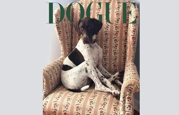 Пёс по кличке Танго победил в модном конкурсе собак Dogue от журнала Vogue