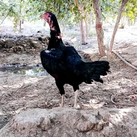 Taşkent maki
