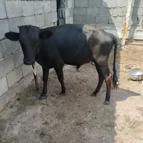 okuzler