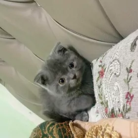 Котенок