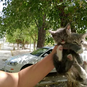 котята наполовину веслоушки