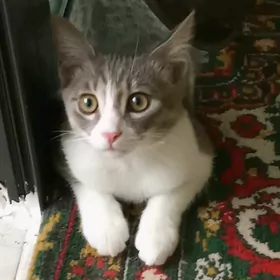 котенок 8 месячный
