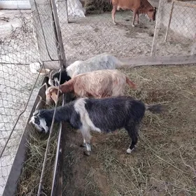 Geci