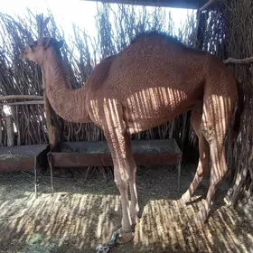 Erkek ogşuk