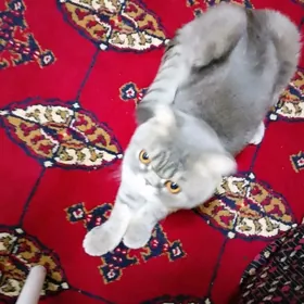 Pişik