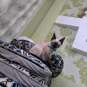 сиямская кошка