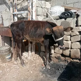öküz