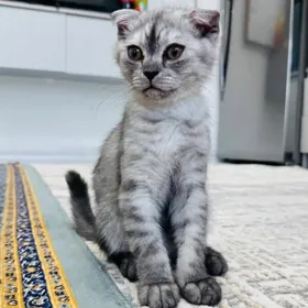 котят