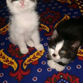 кот и кошка