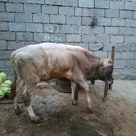 Şwet õkûz