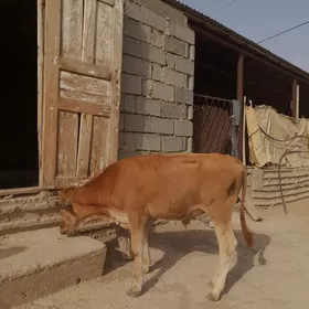 öküz