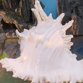 морская ракушка