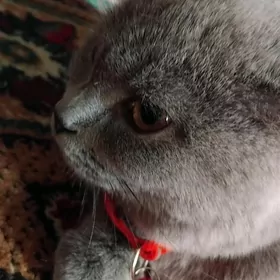 Британский кошка 