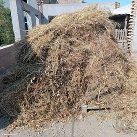 Satlyk guran ýorunja oty