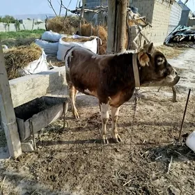 öküz