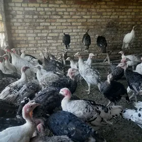 İNDUK JÜJE