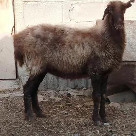Goýun ve işşek