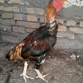 Horaz