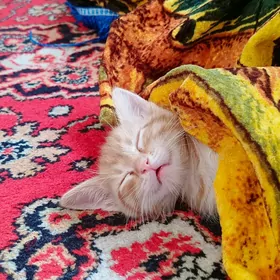 pişik