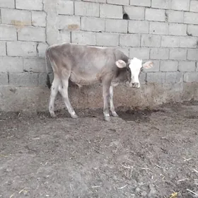 Göle