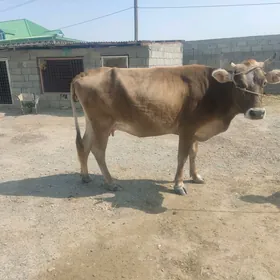 Göleli Sygyr