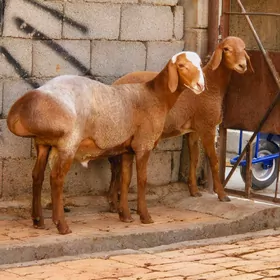 Owgan Gissar goçlar
