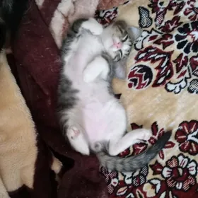 отдам бесплатно