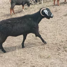 Gysyr geçi