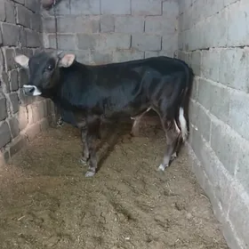 öküz
