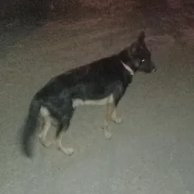 овчарка afçarka
