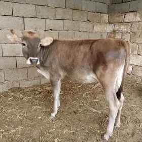 tüwe