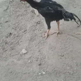 horaz