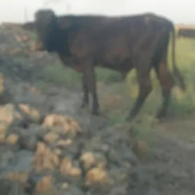 öküz unajyn gole