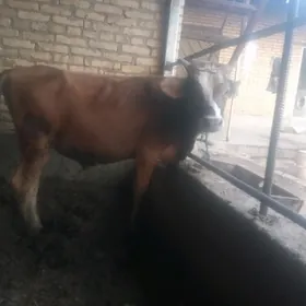 metis unacin ew okuzce
