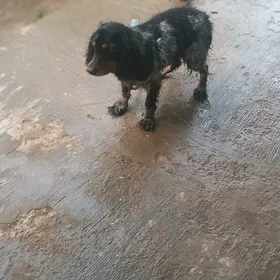 Arassa  rus spaniel