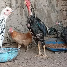 Horaz